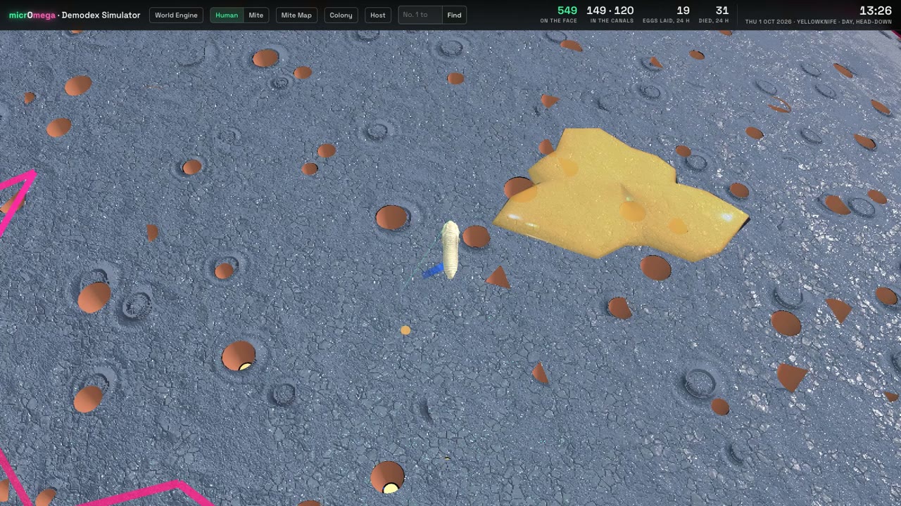 Demodex Simulator from micrOmega: a mite crossing the skin of a human face among the pores